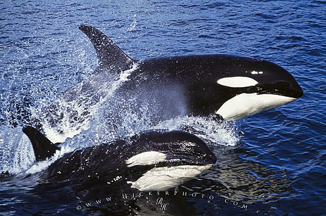 killer Whales, ocean, orcas, water, whale, HD wallpaper HD wallpaper