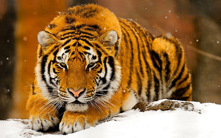 Tiger Hintergründe Desktop, HD-Hintergrundbild