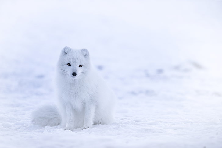 animais fofos, branco, inverno, raposa do ártico, neve, 8k, HD papel de parede