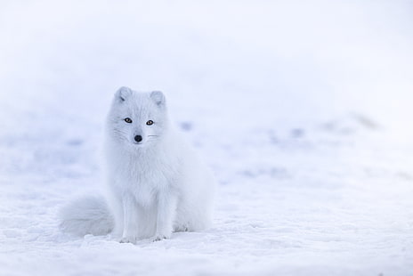 cute animals, white, winter, arctic fox, snow, 8k, HD wallpaper HD wallpaper
