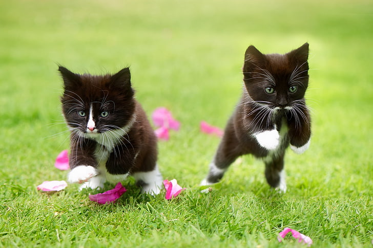 two tuxedo kittens, cat, grass, kittens, jumping, animals, HD wallpaper