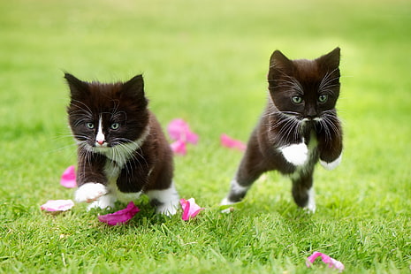 two tuxedo kittens, cat, grass, kittens, jumping, animals, HD wallpaper HD wallpaper