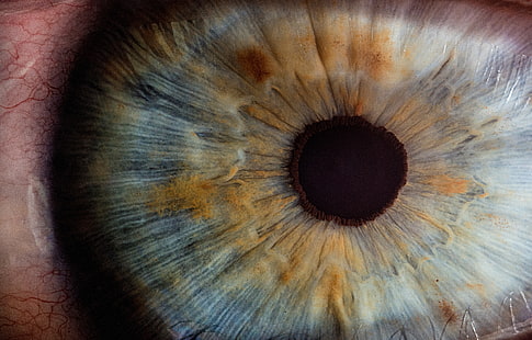 ojo humano, ojo, pupila, primer plano, Fondo de pantalla HD HD wallpaper