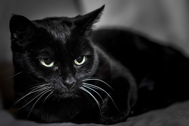 cat, black, Koshak, Tomcat, HD wallpaper