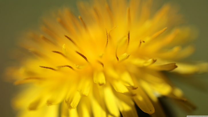 ดอกไม้สีเหลืองธรรมชาติดอกไม้มาโครพืช, วอลล์เปเปอร์ HD