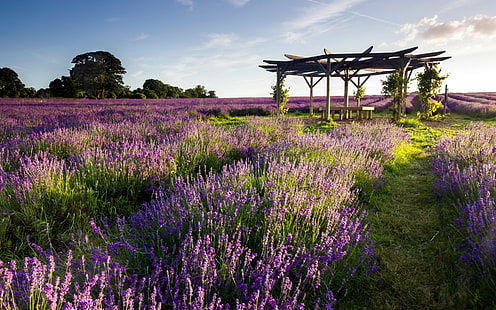 field of lavender flower, lavender, purple flowers, field, gazebo, HD wallpaper HD wallpaper