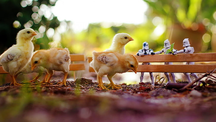 four yellow chicks, chickens, birds, stormtrooper, fence, toys, bokeh, HD wallpaper