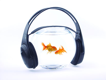 schwarze Kopfhörer, Fisch, Musik, Kopfhörer, Aquarium, weißer Hintergrund, HD-Hintergrundbild HD wallpaper