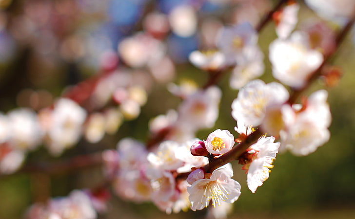 Plum Tree, white cherry blossoms, Seasons, Spring, Tree, Blossom, Plum, HD wallpaper