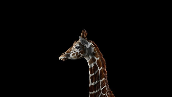 Fotografie, Säugetiere, Giraffen, einfacher Hintergrund, braune und weiße Giraffe, Fotografie, Säugetiere, Giraffen, einfacher Hintergrund, 2560x1440, HD-Hintergrundbild HD wallpaper