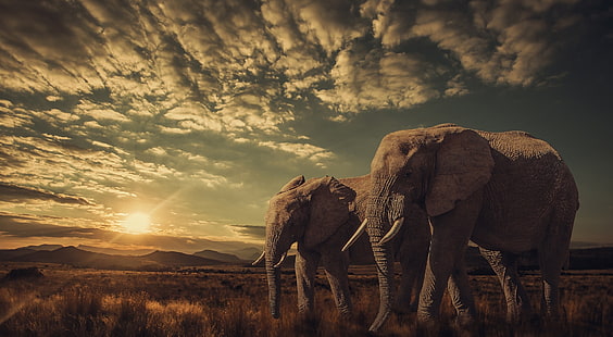Elephants, Sunset, Nature, Animals, Wild, HD wallpaper HD wallpaper