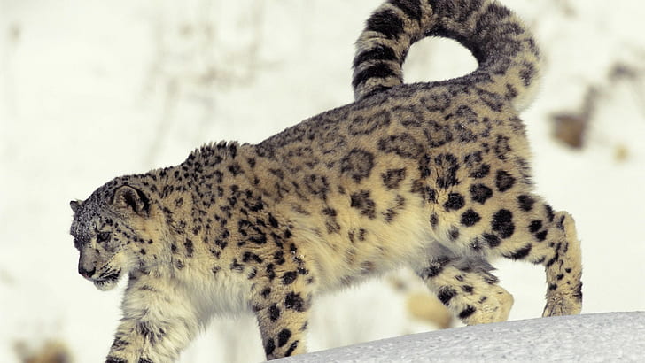 Snow Leopard Leopard HD, animals, snow, leopard, HD wallpaper