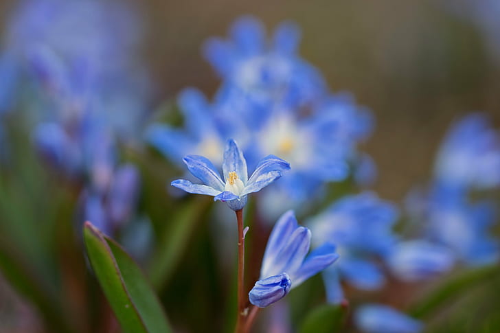 dua bunga multi-petaled dalam fotografi close-up, Springtime, Blues, fotografi close-up, bunga, bunga, makro, closeup, Denver Botanic Gardens, Colorado, biru, bokeh, alam, tanaman, ungu, close-up, musim panas, Wallpaper HD