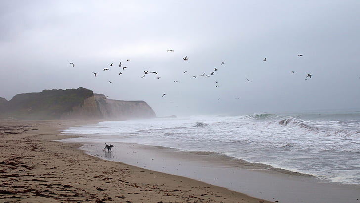 черная собака на берегу моря с стая птиц, собака, чайки, туманное утро, Скотт-Крик, пляж, черная собака, побережье, стая птиц, океан, Давенпорт, Калифорния, США, чайка, волны, море, птица, природа,полет, береговая линия, животное, HD обои
