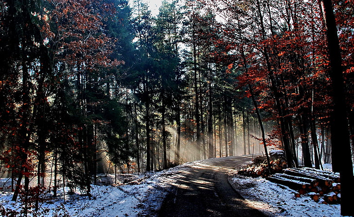 Лесная дорога зимой, красные и зеленые лиственные деревья, времена года, зима, лес, дорога, HD обои