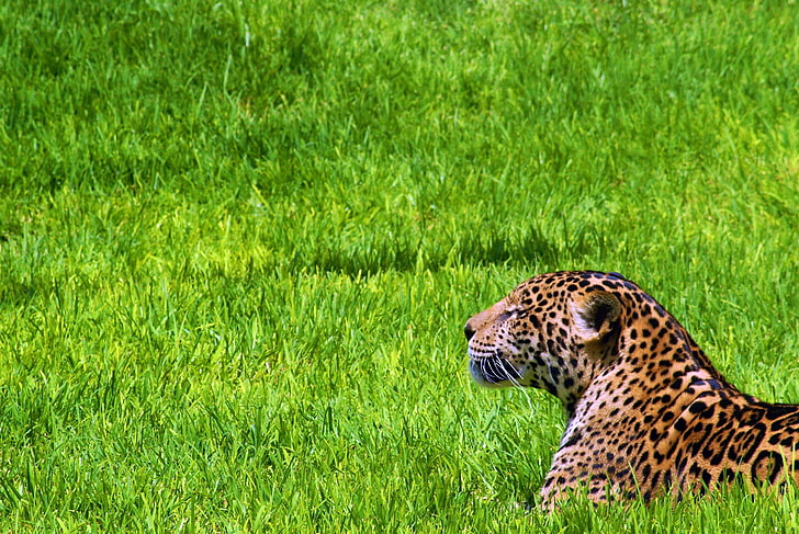 léopard adulte, jaguar, herbe, assis, prédateur, Fond d'écran HD