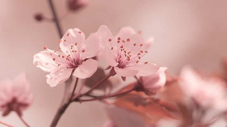 белые цветы, фото крупным планом розовой вишни, природа, цветы, макро, HD обои