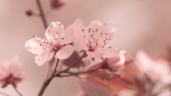белые цветы, фото крупным планом розовой вишни, природа, цветы, макро, HD обои HD wallpaper