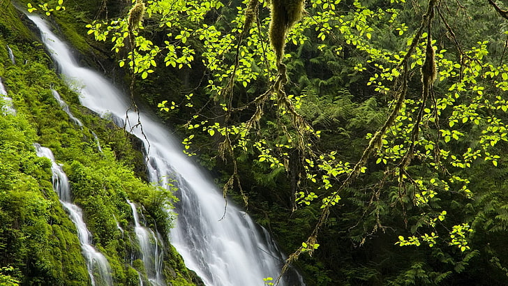 selva, cascada, naturaleza, Fondo de pantalla HD