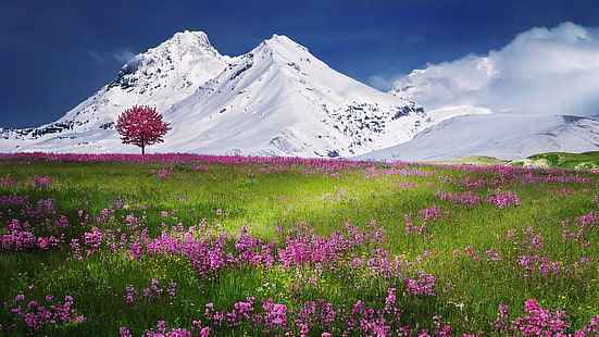 フィールド、花畑、モルシャッハ、シュヴィーツ、スイスアルプス、スイス、風景、アルプス、山脈、春、花、草原、山の風景、孤独な木、草原、山、空、荒野、孤独な木、ワイルドフラワー、 HDデスクトップの壁紙 HD wallpaper