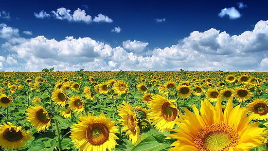pole słoneczników, lato, pole, niebo, słonecznik, horyzont, pole kwiatów, Tapety HD HD wallpaper