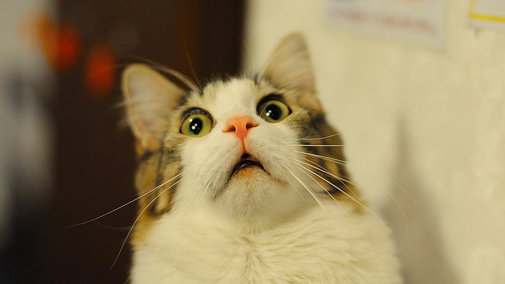 แมวลายสีน้ำตาลและสีขาวแมวอารมณ์ขัน, วอลล์เปเปอร์ HD