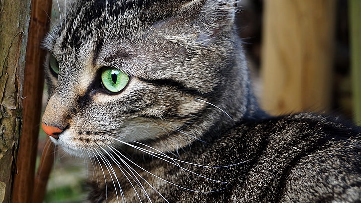 แมว tabby สีเทามองไปทางขวาในระหว่างวัน, แมว, แนวนอน, ความคมชัด, ตาสีเขียว, วอลล์เปเปอร์ HD