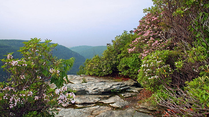 핑크 꽃 나무, 강, 바위, 나무, 풍경, 여름, HD 배경 화면
