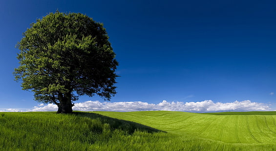 Lato krajobraz natura, natura tapety, pory roku, lato, natura, zieleń, pole, drzewo, chmury, błękitne niebo, jedno drzewo, Tapety HD HD wallpaper