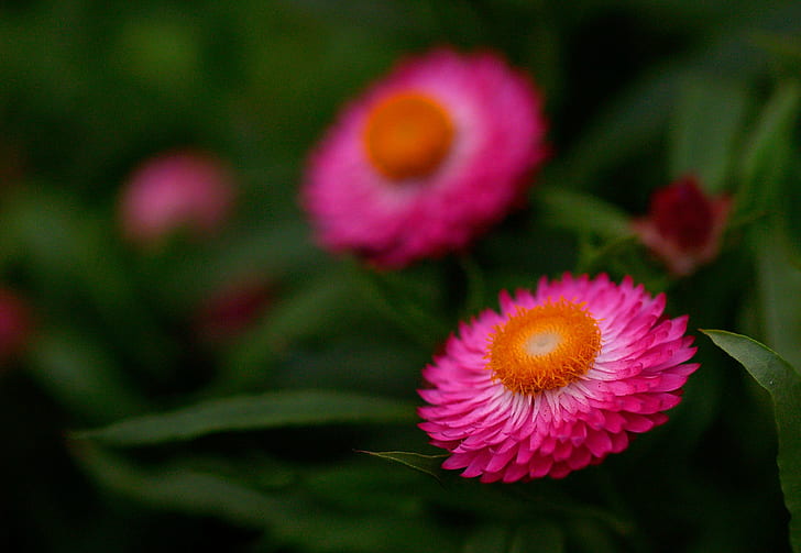 foto closeup dari bunga petaled pink di siang hari, hong kong, hong kong, Look Down, Hong Kong, NATURE, closeup, foto, pink, bunga, siang hari, flora, tanaman, kecantikan, Terbaik, tanaman, musim panas, daun bunga, close-up, Wallpaper HD