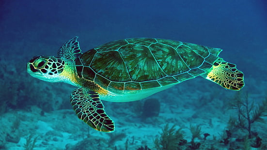 sea turtle, loggerhead, turtle, marine biology, fauna, underwater, fish, tortoise, marine, leatherback turtle, HD wallpaper HD wallpaper