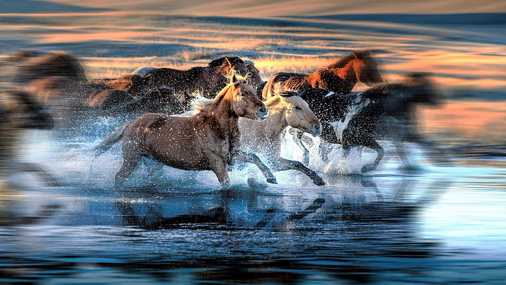 Bewegungsunschärfe, Wasser, Laufen, Tiere, Pferd, HD-Hintergrundbild
