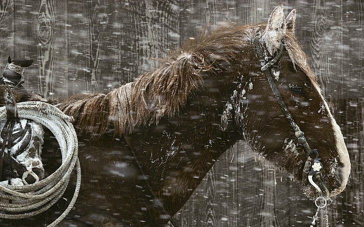 kuda, musim dingin, salju, binatang, Wallpaper HD