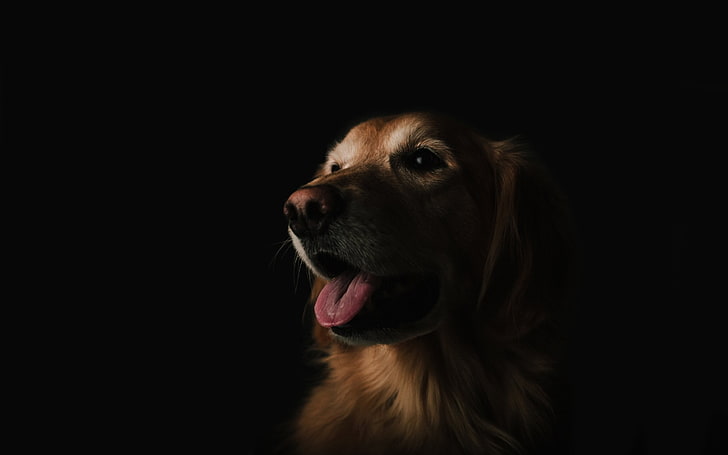 chien, animal, portrait, noir, Fond d'écran HD