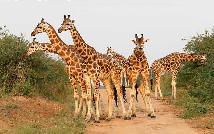 Djurafrikansk giraff som bor i Savannah och skogar från Tchad till norr till Sydafrika söder och från Niger väst Sydost HD Desktop Wallpaper 3840 × 2400, HD tapet