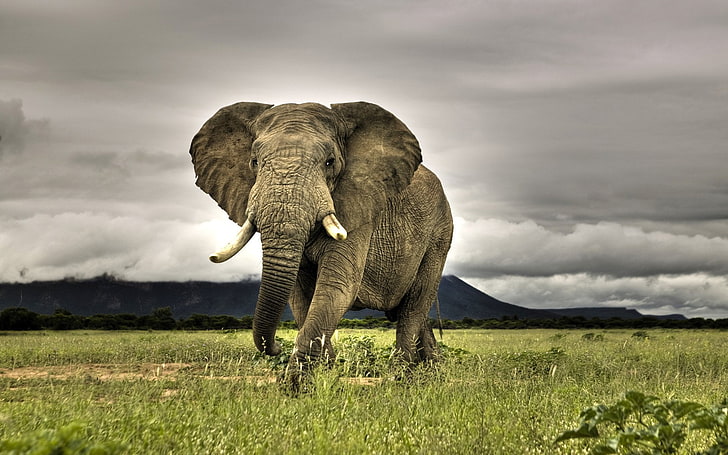elefante grigio, animale, elefante, Sfondo HD
