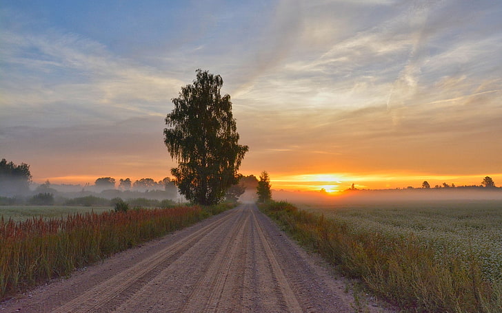 Route, dans, dikli, lettonie, route, arbre, lettonie, lever soleil, champs, brouillard, paysage, Fond d'écran HD