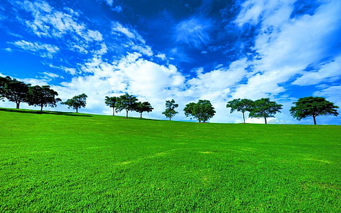 Фруктовые деревья, пейзаж, фон, трава, весна, HD обои HD wallpaper