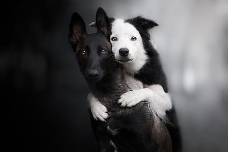 guarda, sfondo, una coppia, amici, due cani, il border collie, Malinois, pastore belga, Sfondo HD HD wallpaper