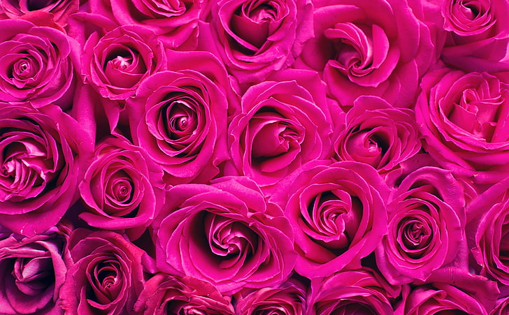 Красиви рози цветя фон, розови рози цветя, любов, лято, рози, цветя, рожден ден, романтика, романтична, цъфтящи, Валентин, сватба, годишнина, флорални, фон, Валентин, HD тапет