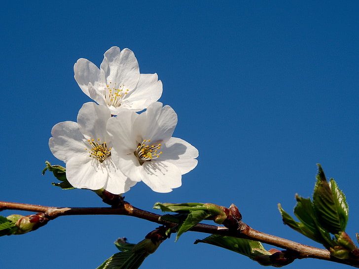 Flores blancas, el cielo, árbol, azul, rama, primavera, flores, fruta, Fondo  de pantalla HD | Wallpaperbetter