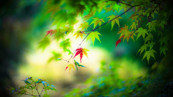 Frische grüne Blätter, sauber, grün, Augen-Desktop, frische grüne Blätter, sauber, grün, Augen-Desktop, HD-Hintergrundbild
