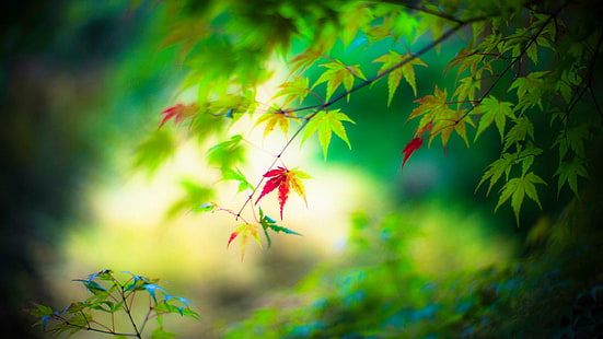 Frische grüne Blätter, sauber, grün, Augen-Desktop, frische grüne Blätter, sauber, grün, Augen-Desktop, HD-Hintergrundbild HD wallpaper