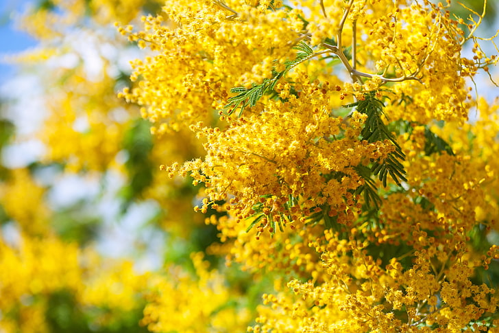 Bunga, Pohon, Musim Semi, Berbunga, Mimosa, Wallpaper HD