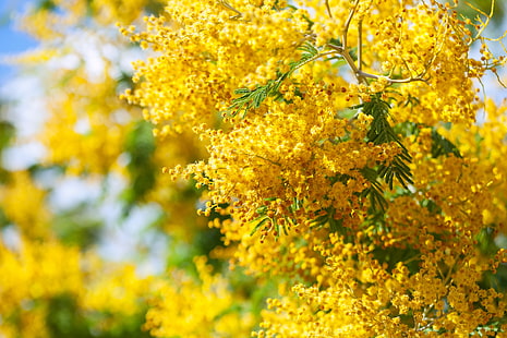 Blumen, Baum, Frühling, Blüte, Mimose, HD-Hintergrundbild HD wallpaper