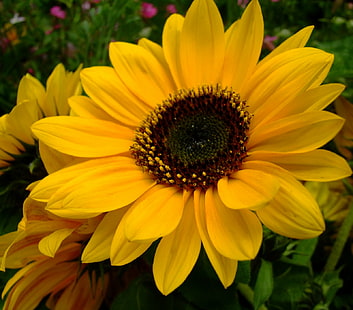 gul daisy blomma, solros, gul daisy, blomma, słonecznik, makro, natur, gul, växt, sommar, kronblad, närbild, HD tapet HD wallpaper