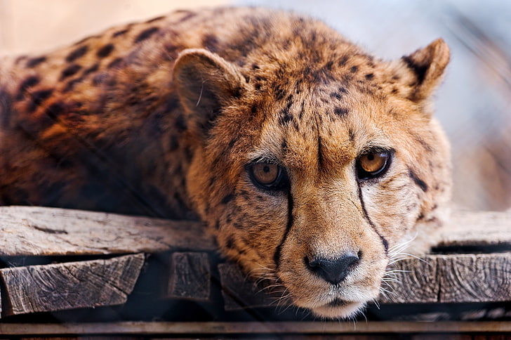 leopardo marrone e nero, ghepardo, viso, occhio, predatore, Sfondo HD
