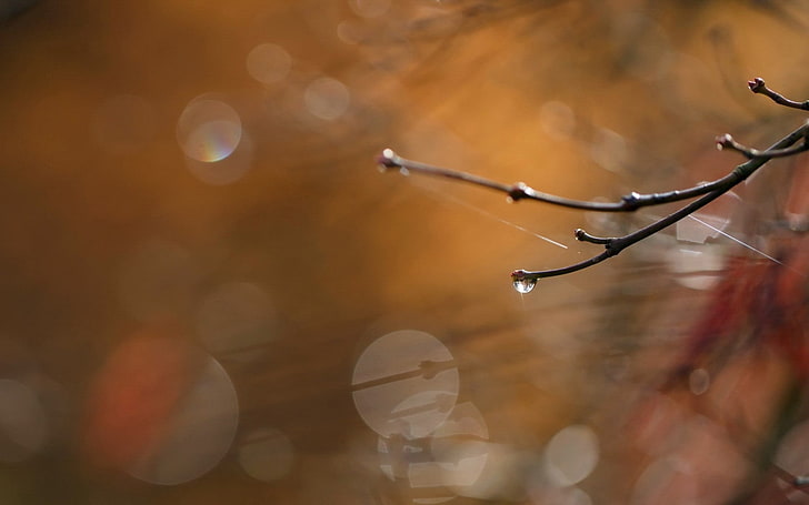 water droplets on branch, branch, drops, macro, HD wallpaper