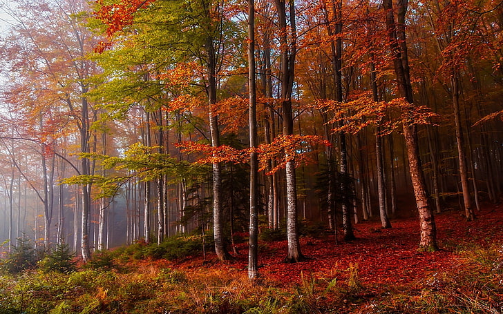 природа, пейзаж, есен, мъгла, гора, цветни, папрати, дървета, листа, HD тапет