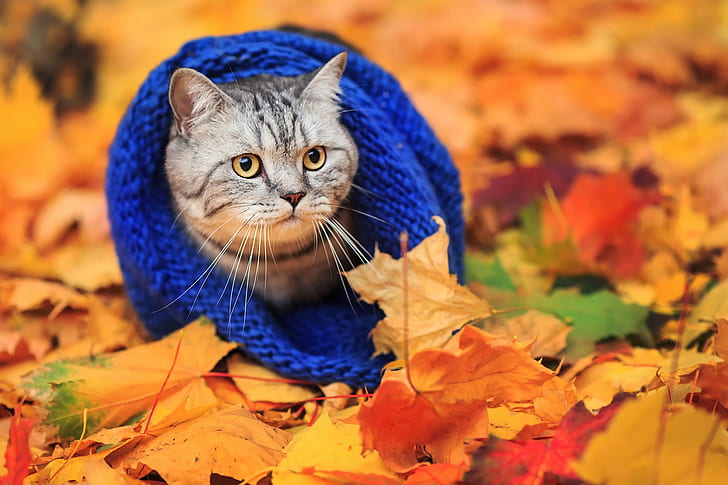 Catin bufanda, otoño, gato, bufanda, Fondo de pantalla HD
